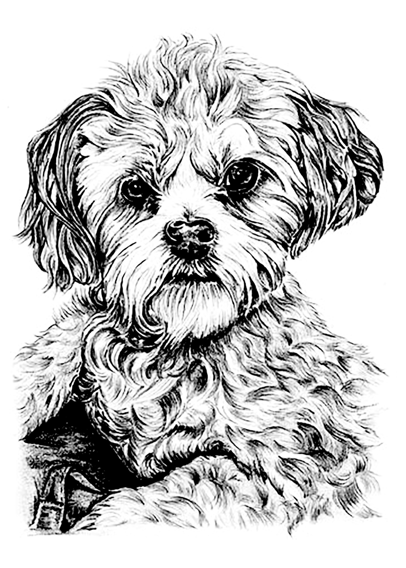 Coloring Pages For Adults Dogs
 Dog Dogs Adult Coloring Pages