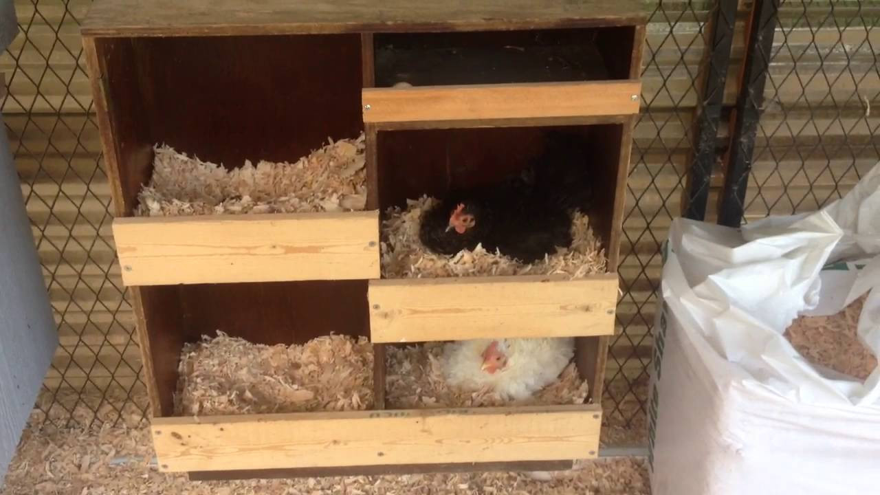 DIY Chicken Nest Box
 DIY Bookshelf Converted Into A Multi Chicken Nest Box