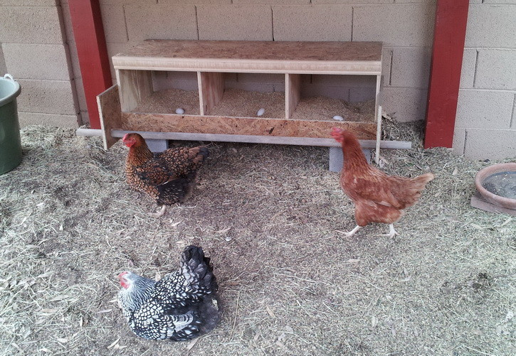 DIY Chicken Nest Box
 How To Build a Chicken Nesting Box