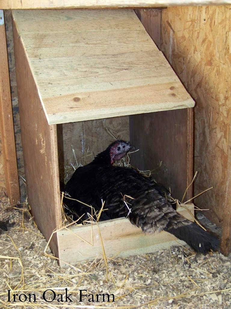 DIY Chicken Nest Box
 DIY Turkey Nest Box