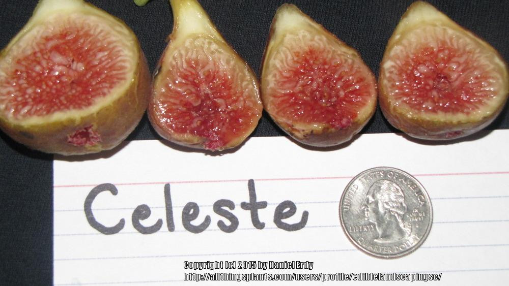 Fruitcake Urban Dictionary
 of the fruit of Edible Fig Ficus carica Celeste