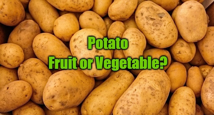Potato Is A Vegetable
 Is a Potato a Fruit or Ve able Find Your Answer Here