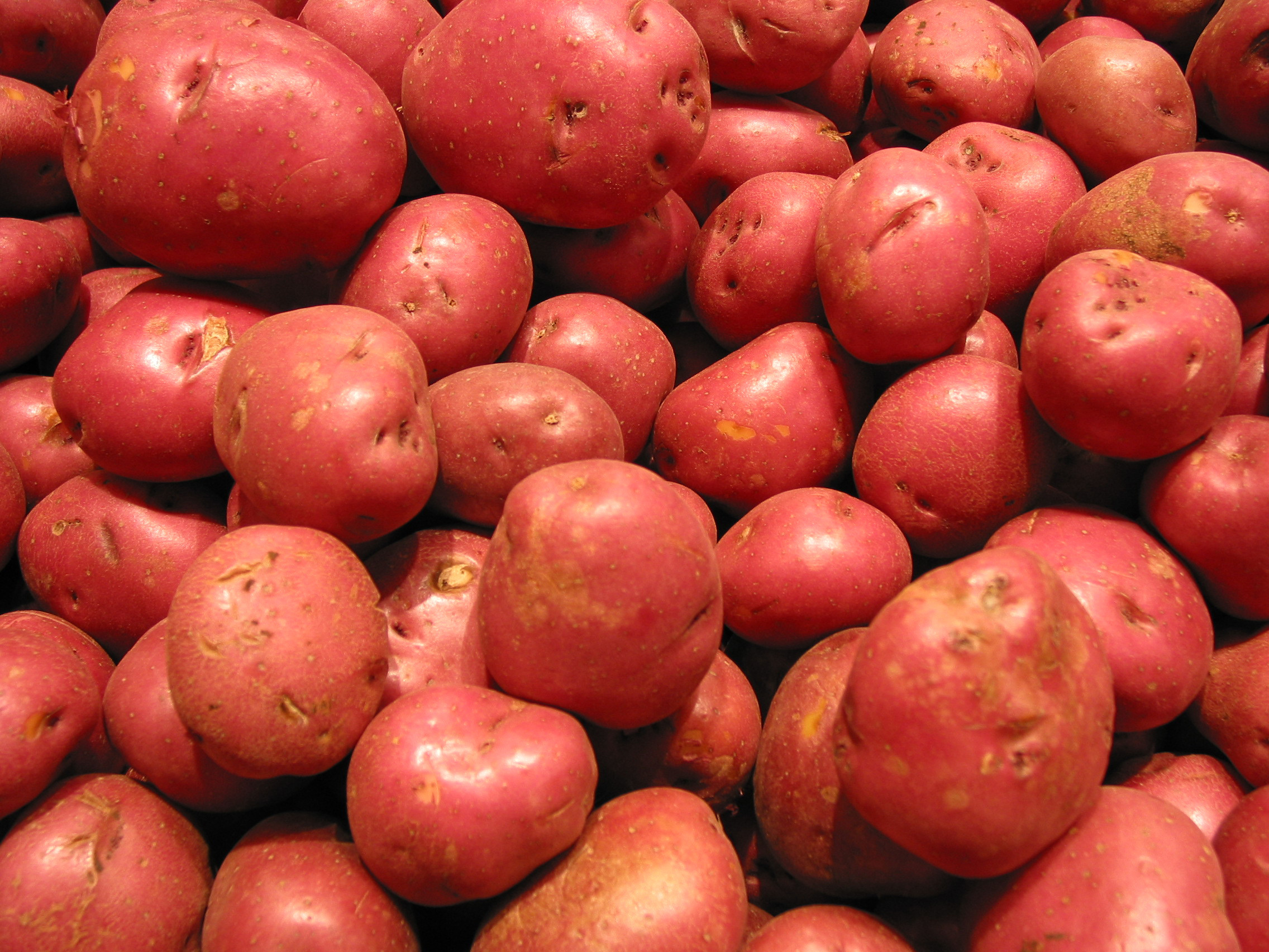 Potato Is A Vegetable
 Red Potato FREE Stock Image Picture Potatoes