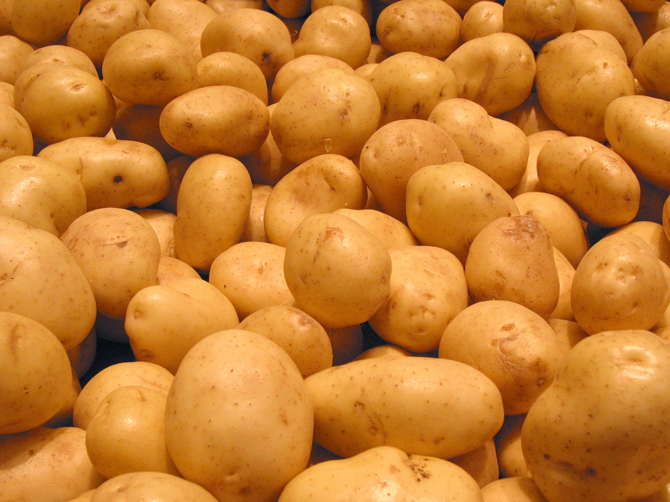 Potato Is A Vegetable
 White Potato FREE Stock Image Picture White