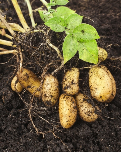 Potato Is A Vegetable
 Mitochondria Storage and the Potato Tuber Proteome