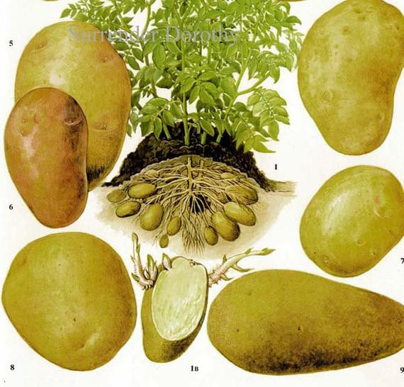 Potato Is A Vegetable
 Potatoes Ve able Plant Flowers Food Chart Ve able