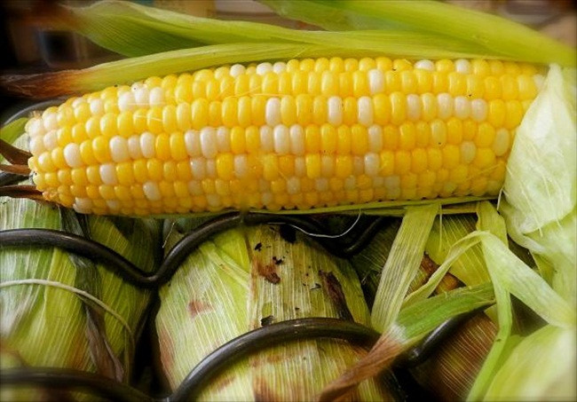 Sweet Corn On The Grill
 Recipe Grilled Fresh Sweet Corn on the Cob in Husks