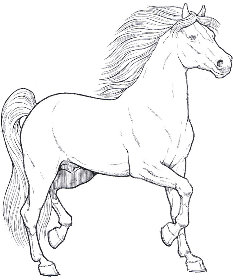 Adult Coloring Pages Horses
 horses 1 Adult coloring pages