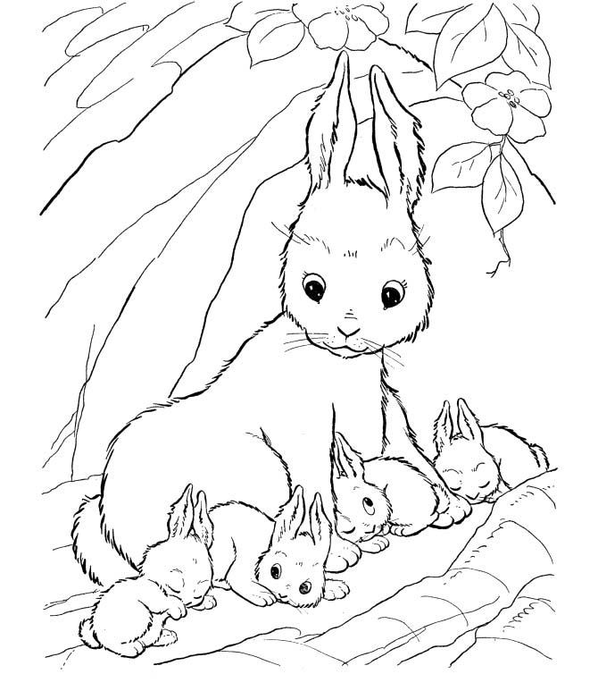 Baby Bunnies Coloring Pages
 Baby Bunny Rabbit Coloring Pages