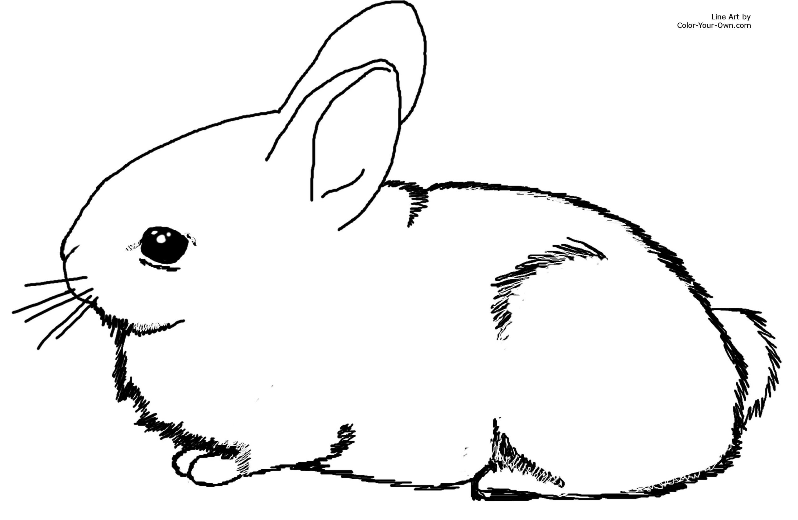 Baby Bunnies Coloring Pages
 Adorable Baby Cottontail Rabbit Bunny Coloring Page