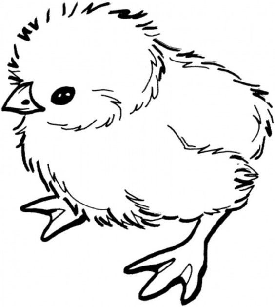 Baby Chicks Coloring Page
 Easter Chick Coloring Sheet
