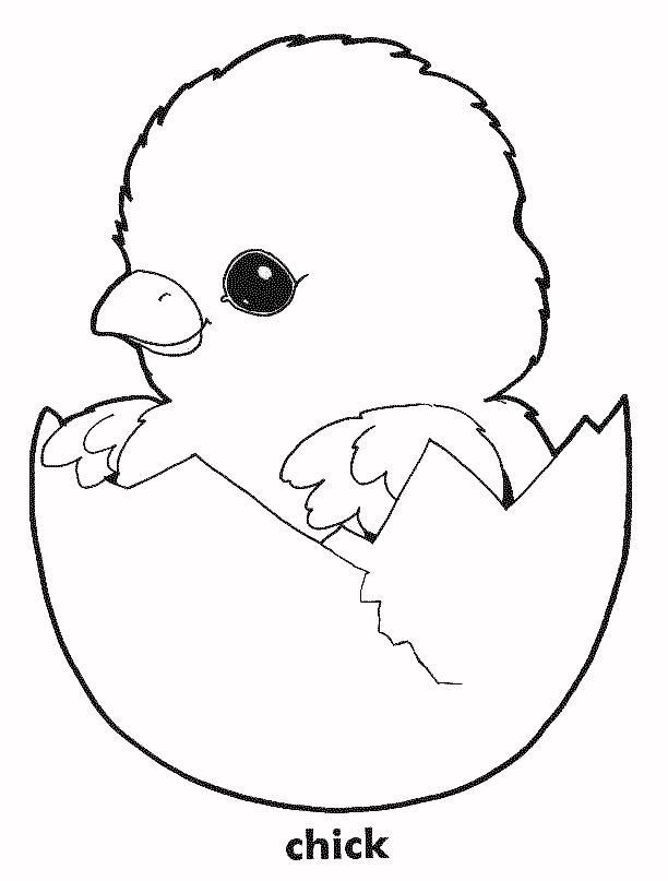 Baby Chicks Coloring Page
 Printable of Baby Chicks