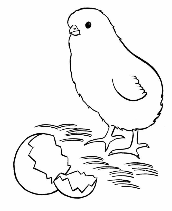 Baby Chicks Coloring Page
 Easter Chick Coloring Pages New baby chick easter
