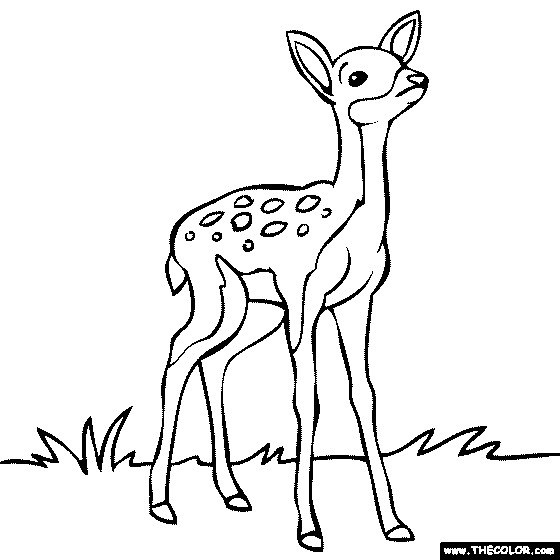 Baby Deer Coloring Pages
 Free line Coloring Pages TheColor