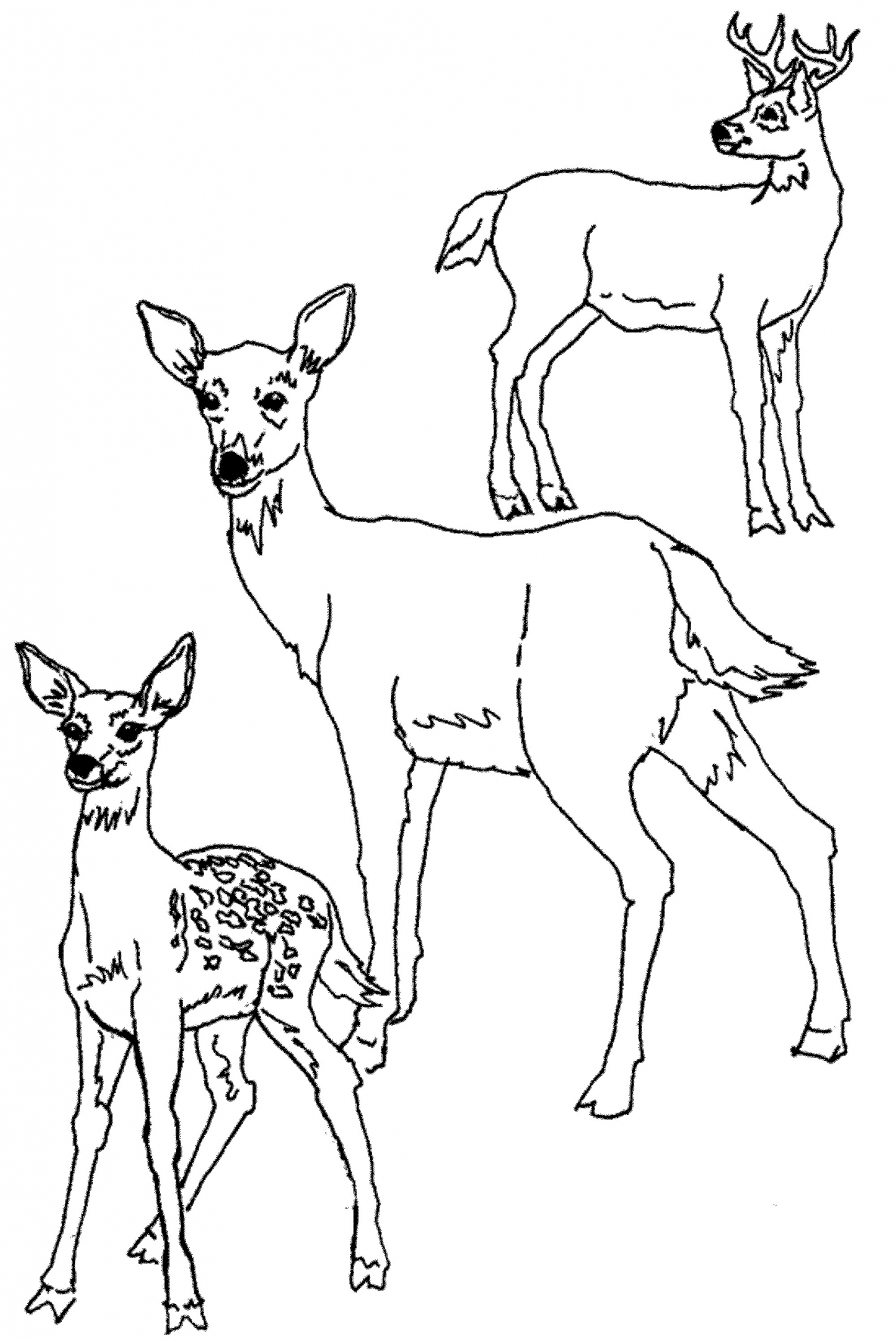 Baby Deer Coloring Pages
 mother and baby deer coloring pages
