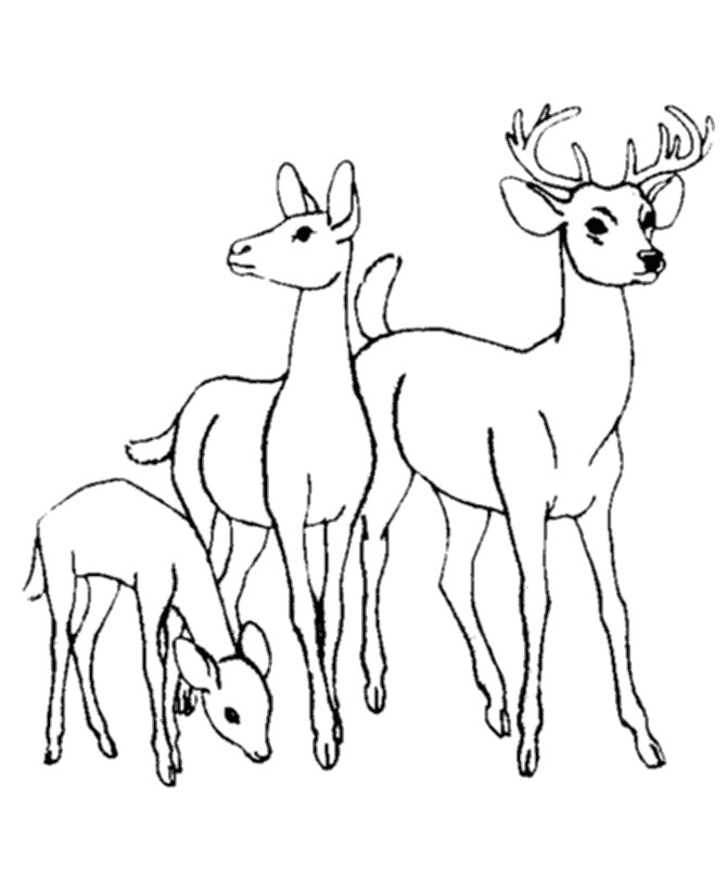 Baby Deer Coloring Pages
 Baby Animals Coloring Pages To Kids