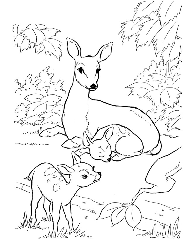 Baby Deer Coloring Pages
 Free Printable Deer Coloring Pages For Kids
