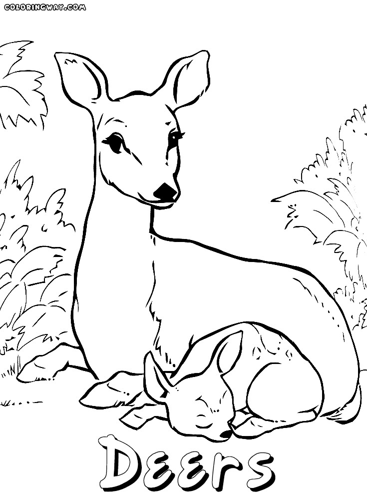 Baby Deer Coloring Pages
 Deer coloring pages