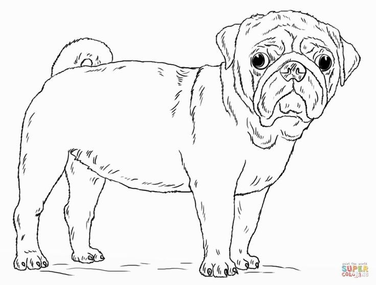 Baby Pug Coloring Pages
 Image for Pug Coloring Pages Pugs
