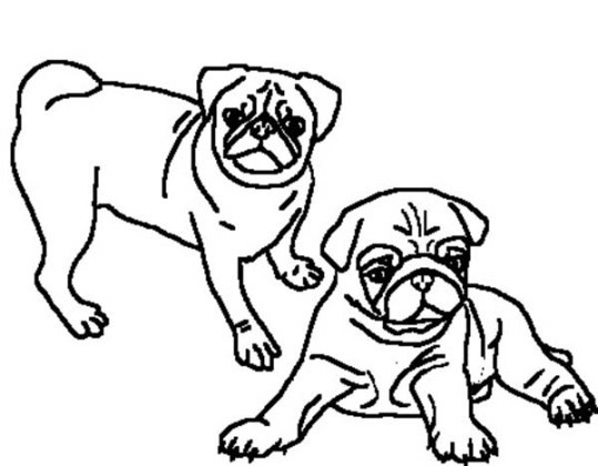 Baby Pug Coloring Pages
 Tag For Pug coloring pages Pug Dog Colorin Coloring