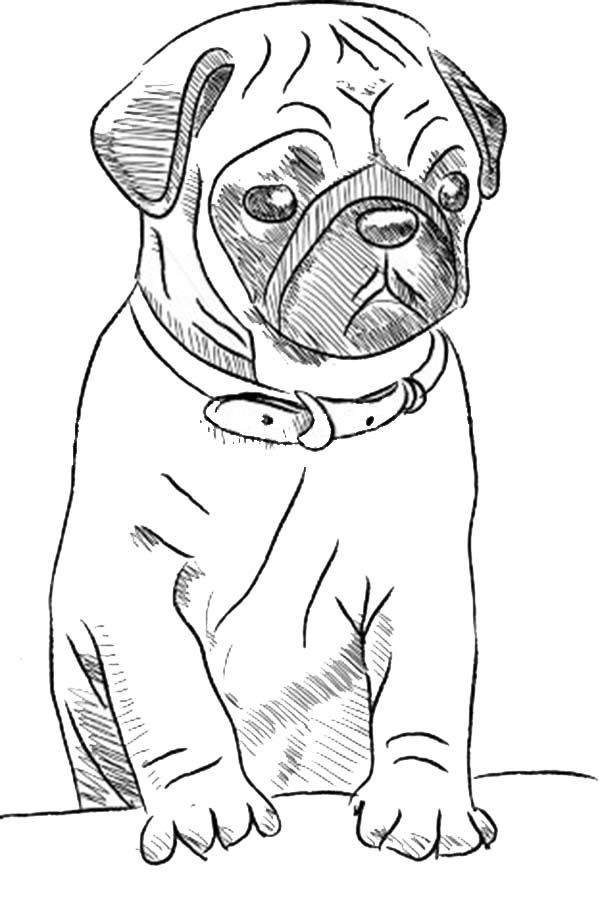 Baby Pug Coloring Pages
 free printable drawing pages of cute pugs Google Search