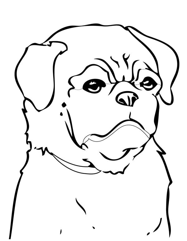 Baby Pug Coloring Pages
 Chinese Pug Coloring Page