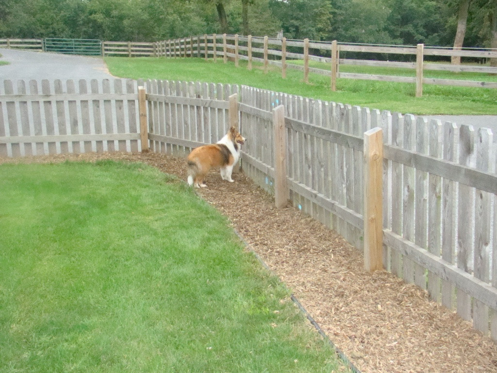 Backyard Fence For Dogs
 Acadia Shelties yard solutions to muddy dogs