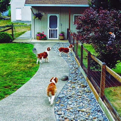 Backyard Fence For Dogs
 Veterinary Pet Health Care 8 Droolworthy Dog Friendly