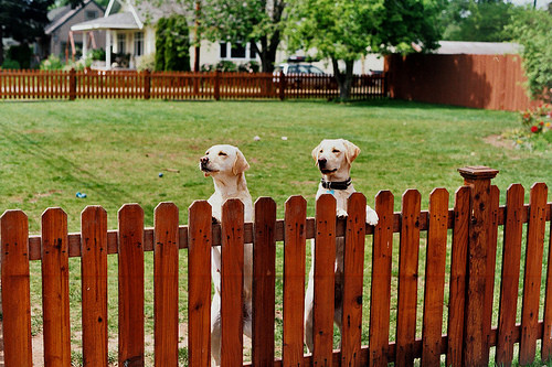 Backyard Fence For Dogs
 Backyard Fencing How to Pick the Right Fence for Keeping