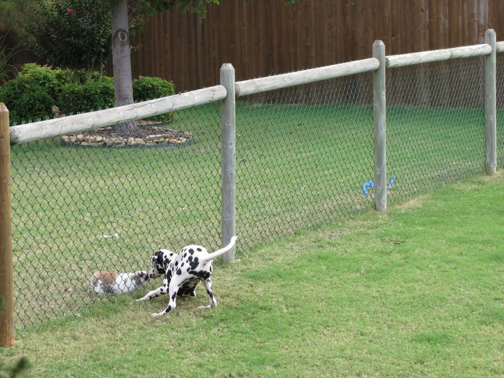 Backyard Fence For Dogs
 Cheap Dog Fence Ideas