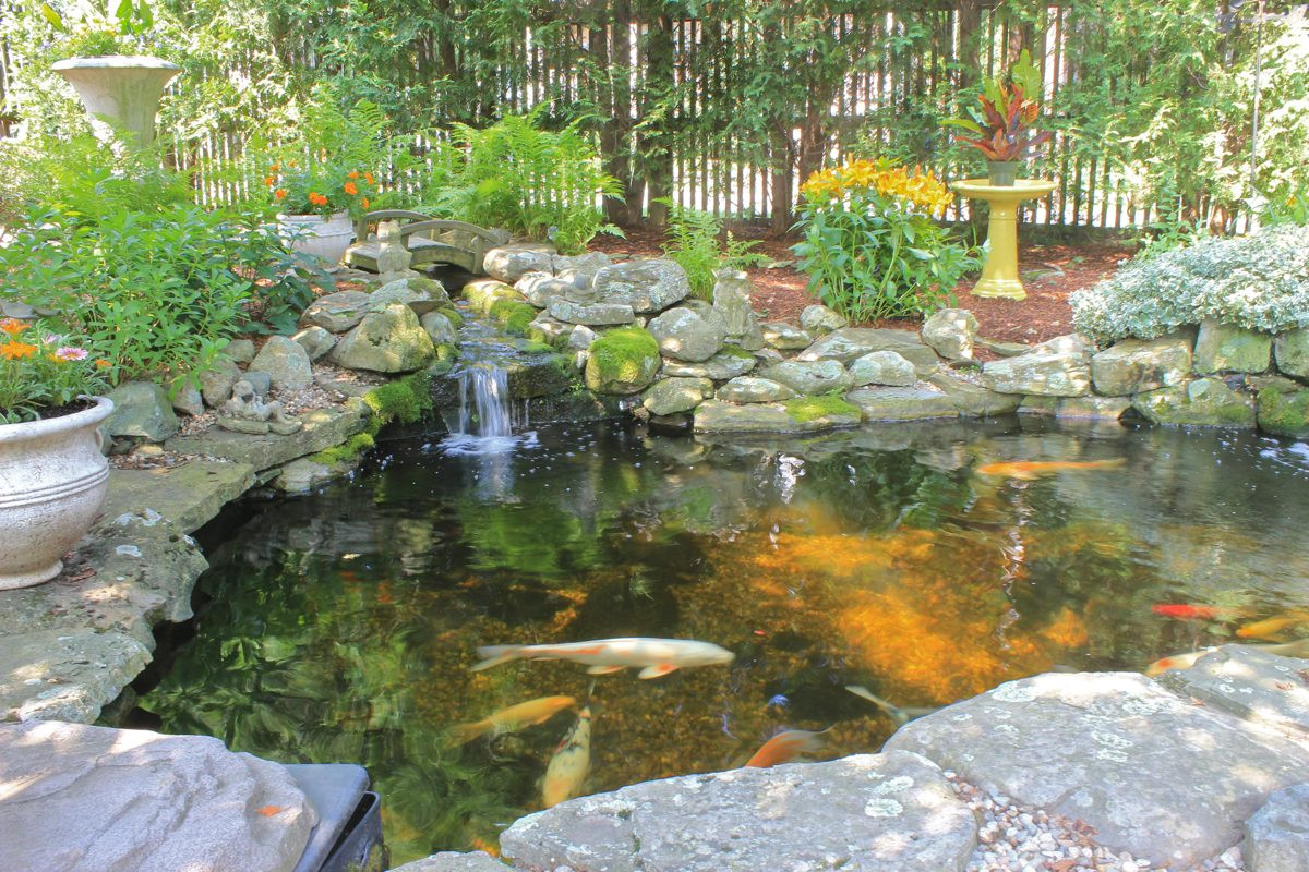 Backyard Koi Ponds Ideas
 Backyard Koi Ponds and Water Gardens are a Growing Trend