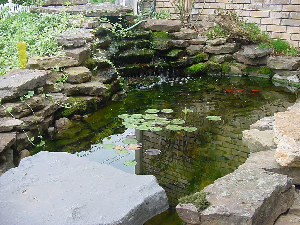 Backyard Koi Ponds Ideas
 koi fish pond design ideas for backyard hometrendy