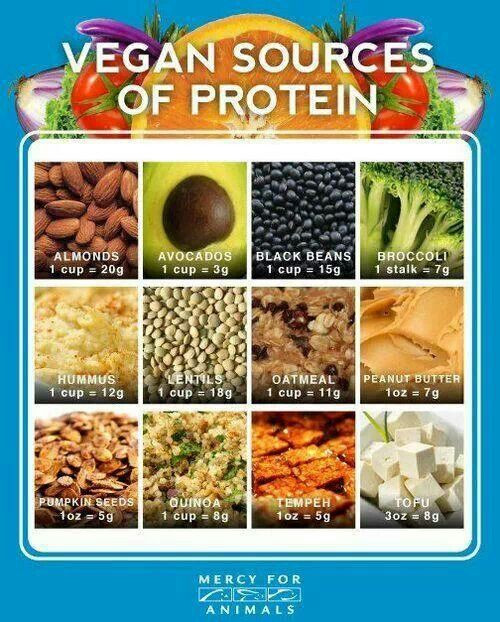 Best Vegetarian Protein Sources
 Nutrition ly in Animal Based Foods