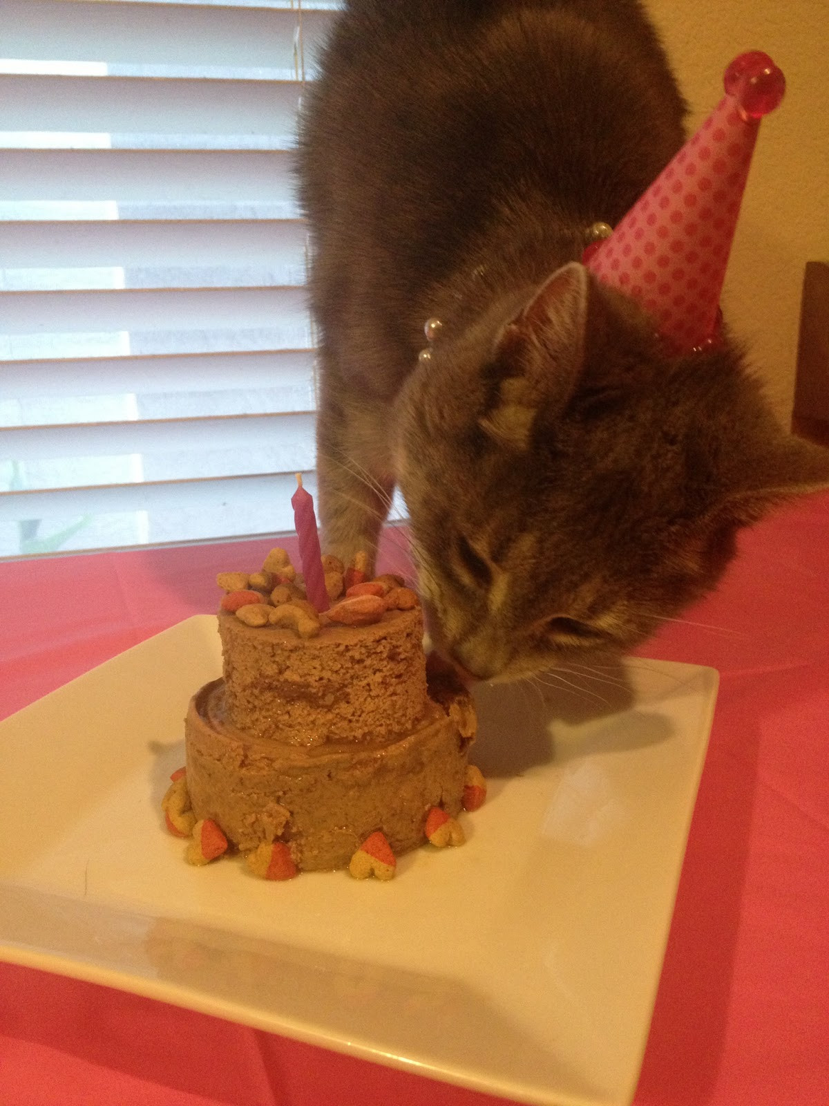 Birthday Cakes For Cats
 The Busy Broad MoMo Monday Week 5