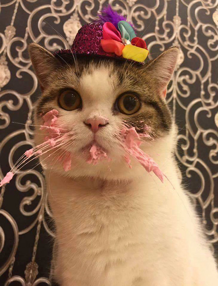 Birthday Cakes For Cats
 This Cat Eating A Cake His Birthday Is Hilariously