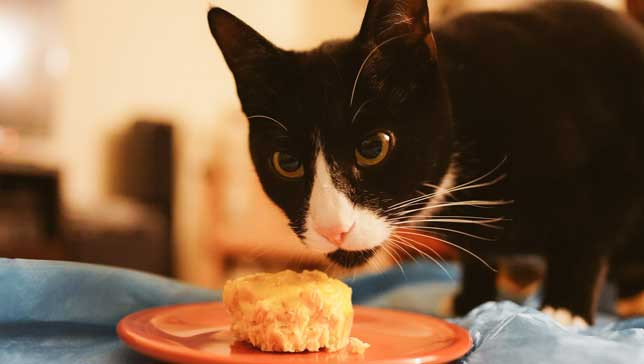 Birthday Cakes For Cats
 How to make a birthday cake for your cat