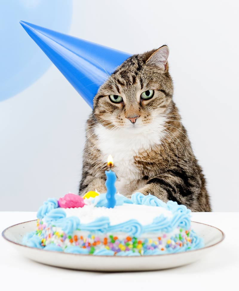 Birthday Cakes For Cats
 Amazing Cake Birthday Cake Recipes Ideas And Inspiration