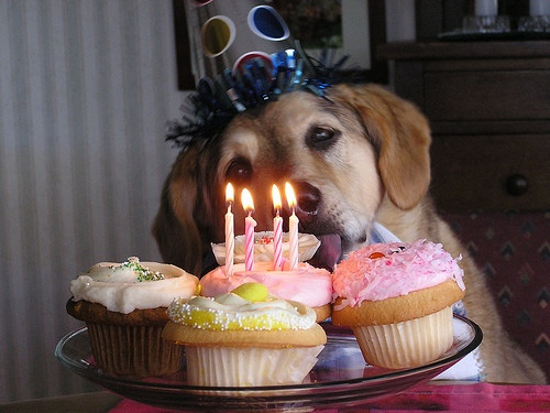 Birthday Cakes Houston
 dog birthday cakes houston tx Healthy Food Galerry