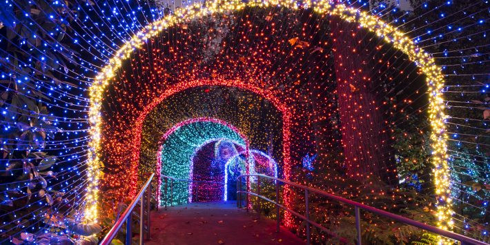 Botanical Garden Christmas Lights
 PHOTOS Atlanta Botanical Garden Transforms For The