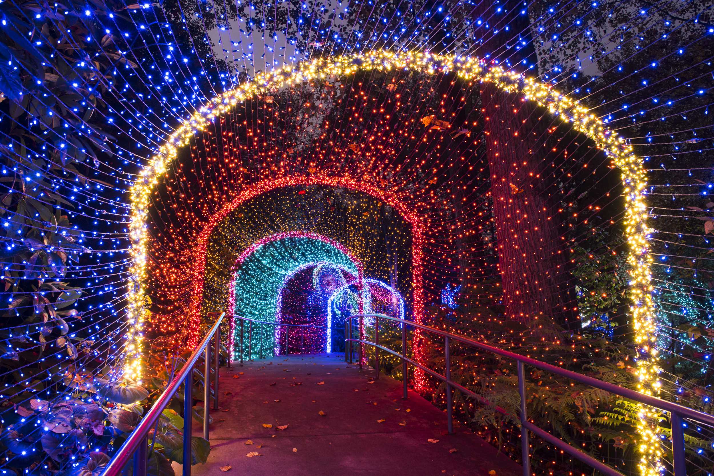 Botanical Garden Christmas Lights
 PHOTOS Atlanta Botanical Garden Transforms For The