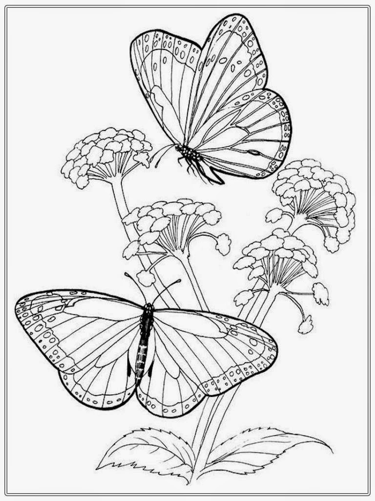 Butterfly Adult Coloring Pages
 Adult Colouring In Butterfly