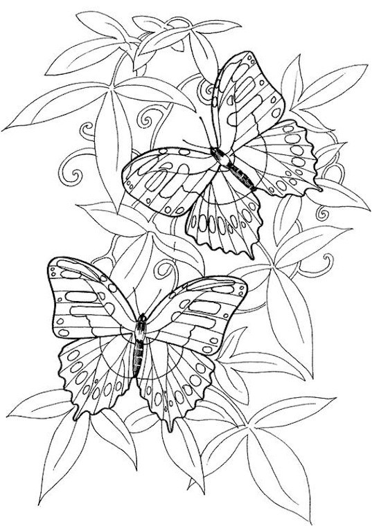 Butterfly Adult Coloring Pages
 Mike Tyson Tattoos Coloring Pages Butterfly