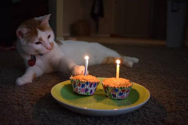 Cat Cakes For Birthdays
 Homemade Birthday Cakes for Cats 3 Easy & Delicious Recipes