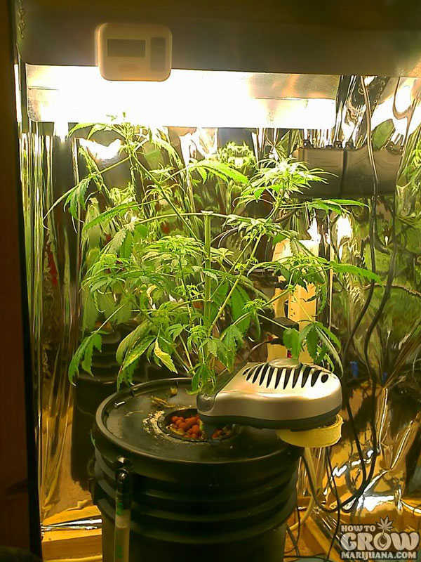 Cheap Grow Box DIY
 Tips to be ing the MacGyver of DIY Marijuana Grow Boxes
