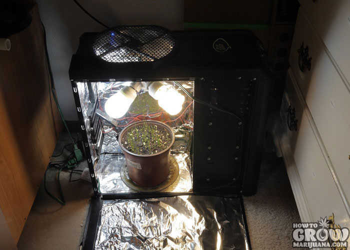 Cheap Grow Box DIY
 Cfl Grow Tent Setup & Set Up A Low Bud Marijuana Grow
