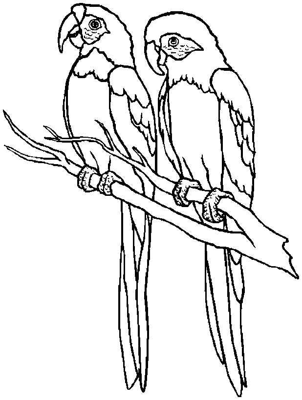 Coloring Books Printables
 Kids Page Birds Coloring Pages