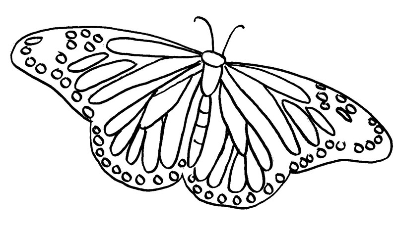 Coloring Pages For Kids Butterflies
 Monarch Butterfly Template Cliparts