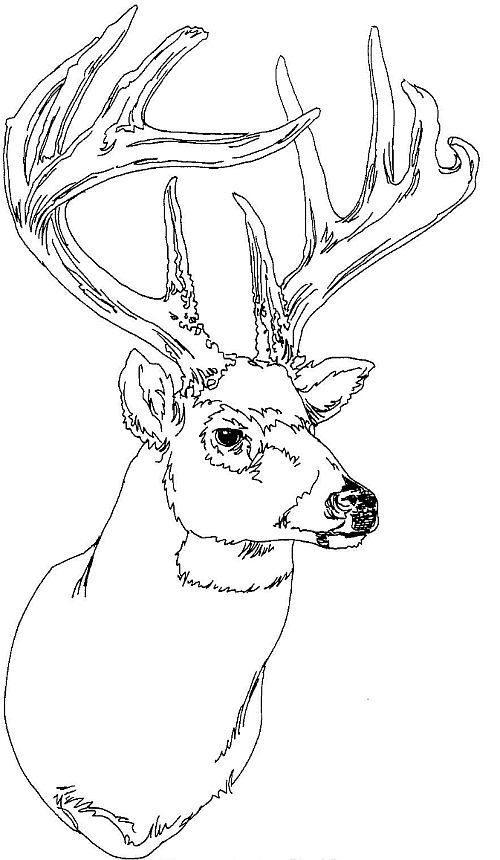 Deer Coloring Pages For Adults
 Pinterest • The world’s catalog of ideas