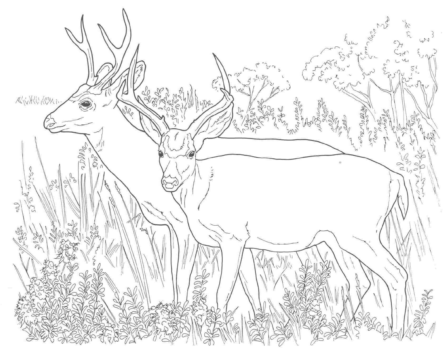 Deer Coloring Pages For Adults
 Animal Coloring Pages Mule Deer