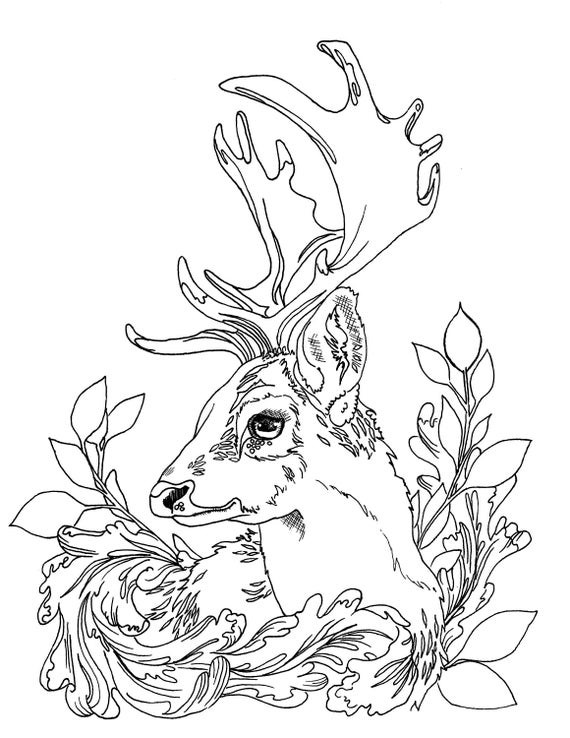 Deer Coloring Pages For Adults
 Deer Adult Coloring Pages Printable Download JPG
